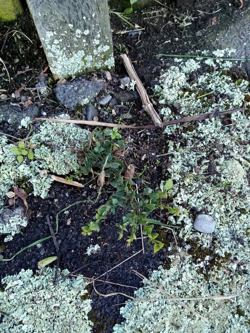 Wedge-Leaf Wattle photo 4
