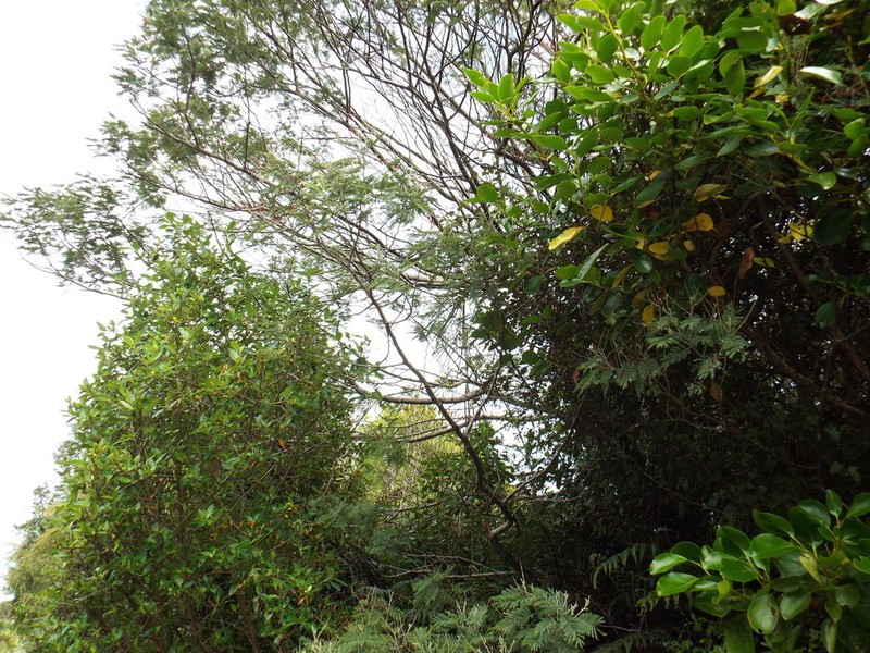 Wedge-Leaf Wattle photo 5