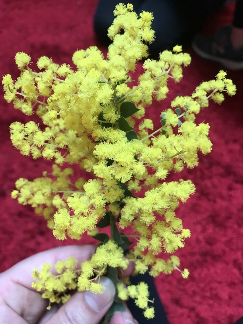 Wedge-Leaf Wattle photo 6