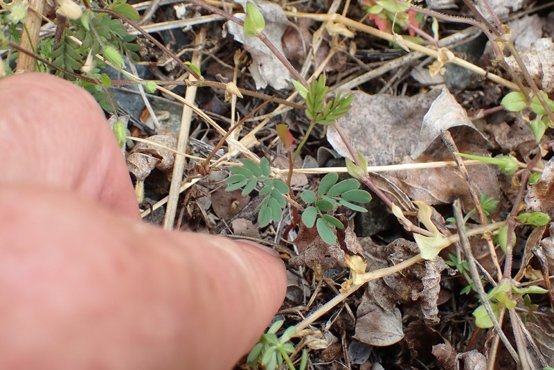 Wedge-Leaf Wattle photo 7