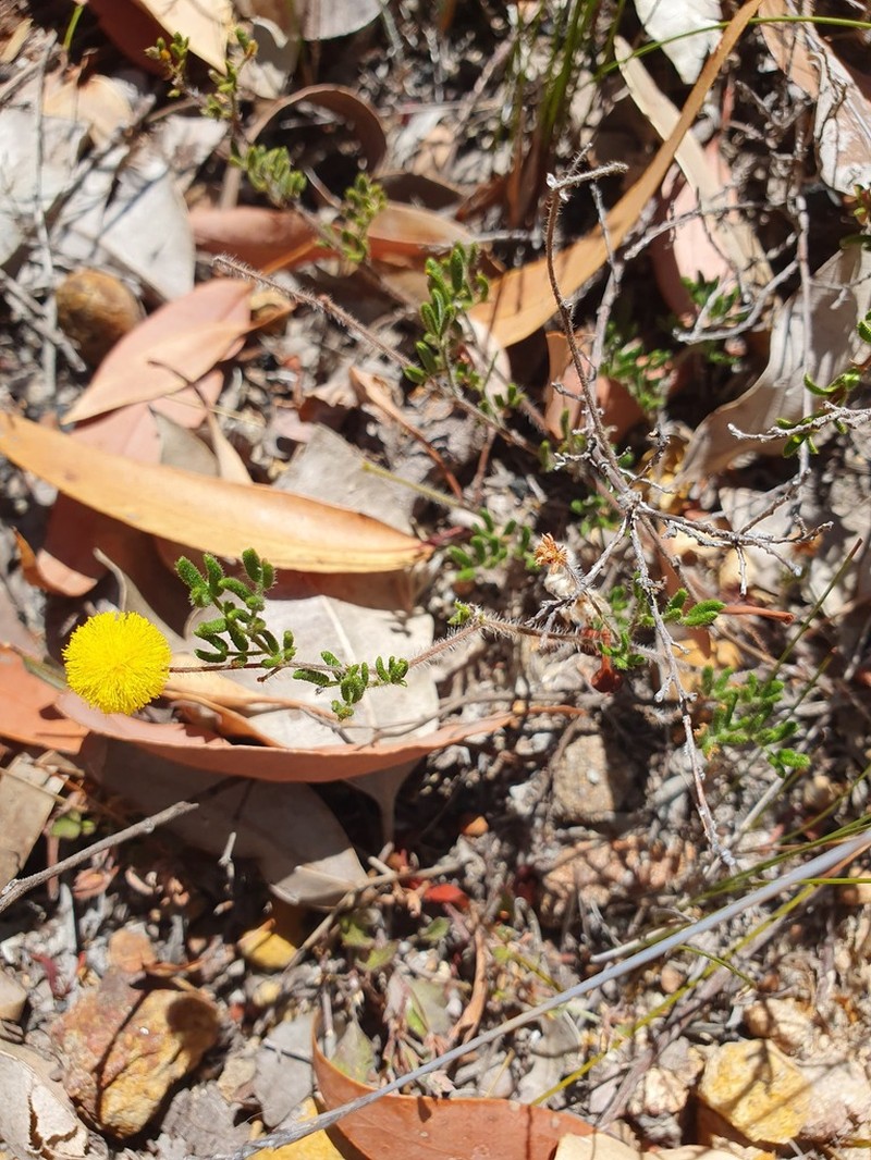 Acacia preissiana photo 2