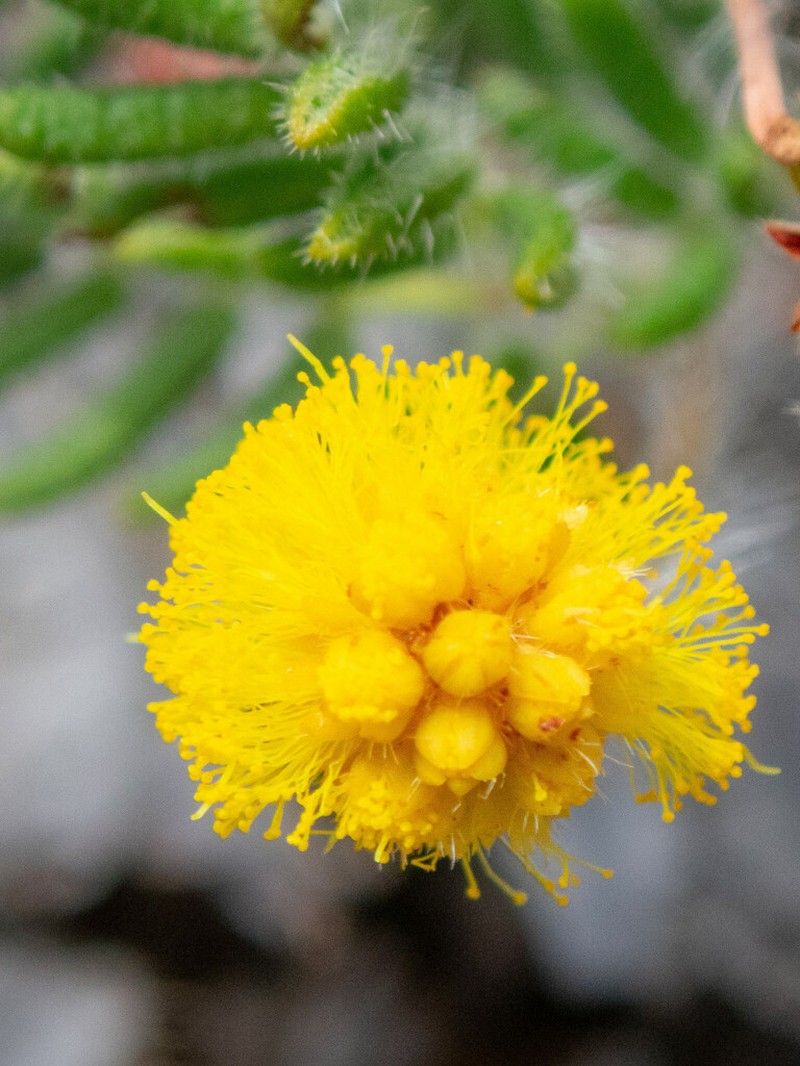 Acacia preissiana photo 3