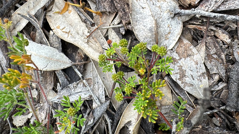 Acacia preissiana photo 4