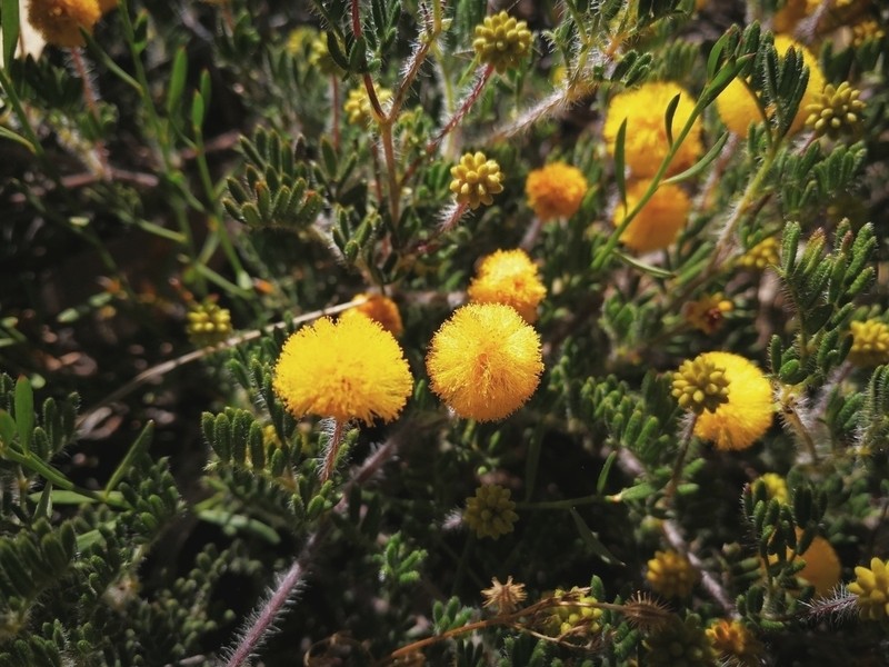 Acacia preissiana photo 5