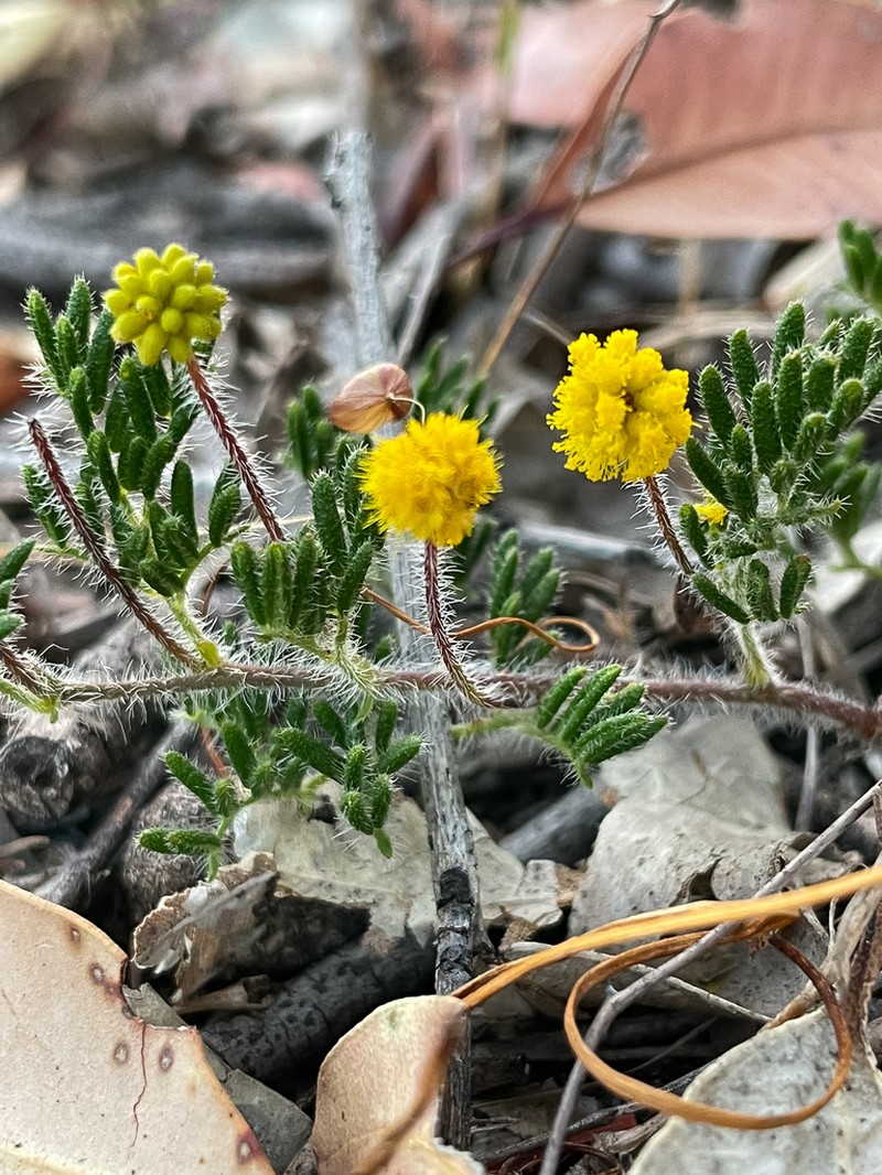 Acacia preissiana photo 6
