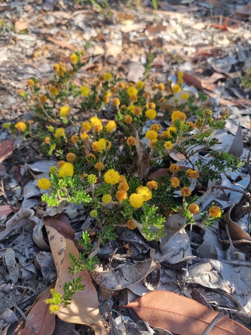 Acacia preissiana photo 7