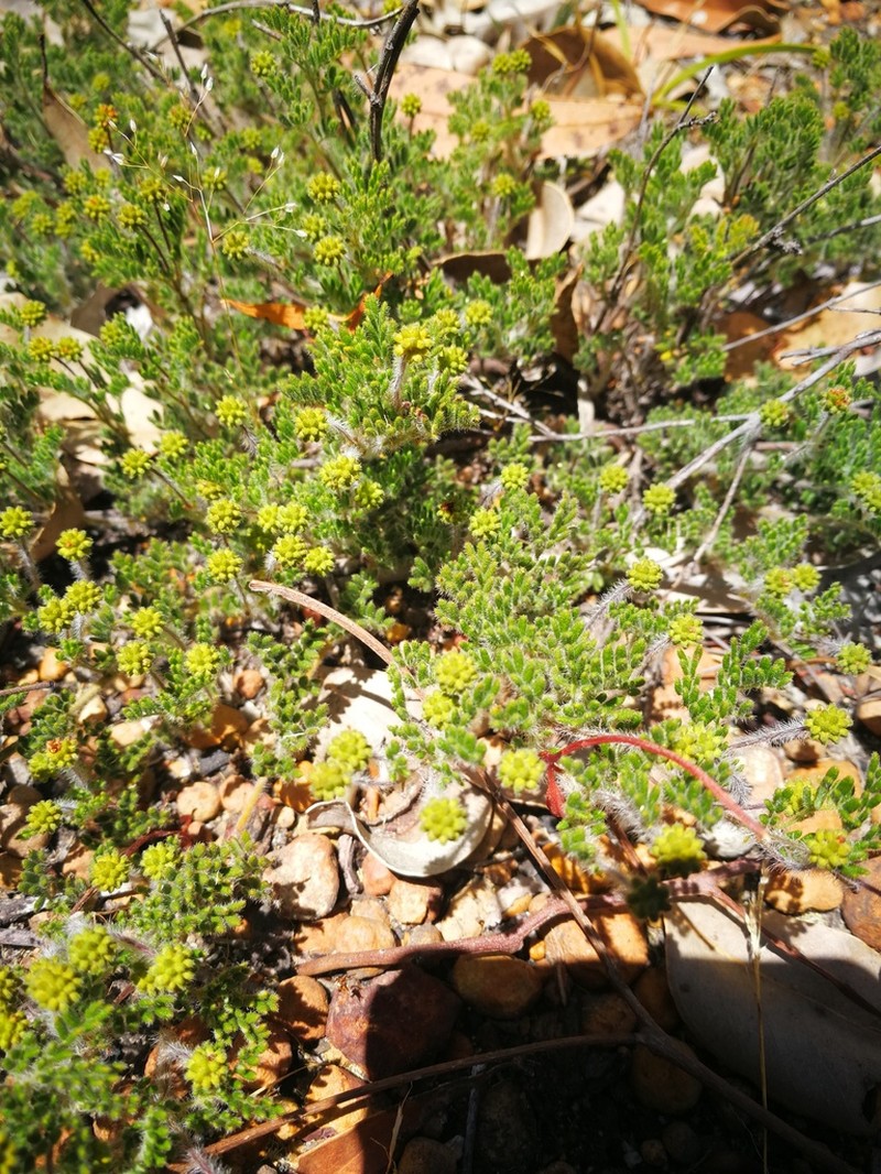 Acacia preissiana photo 8