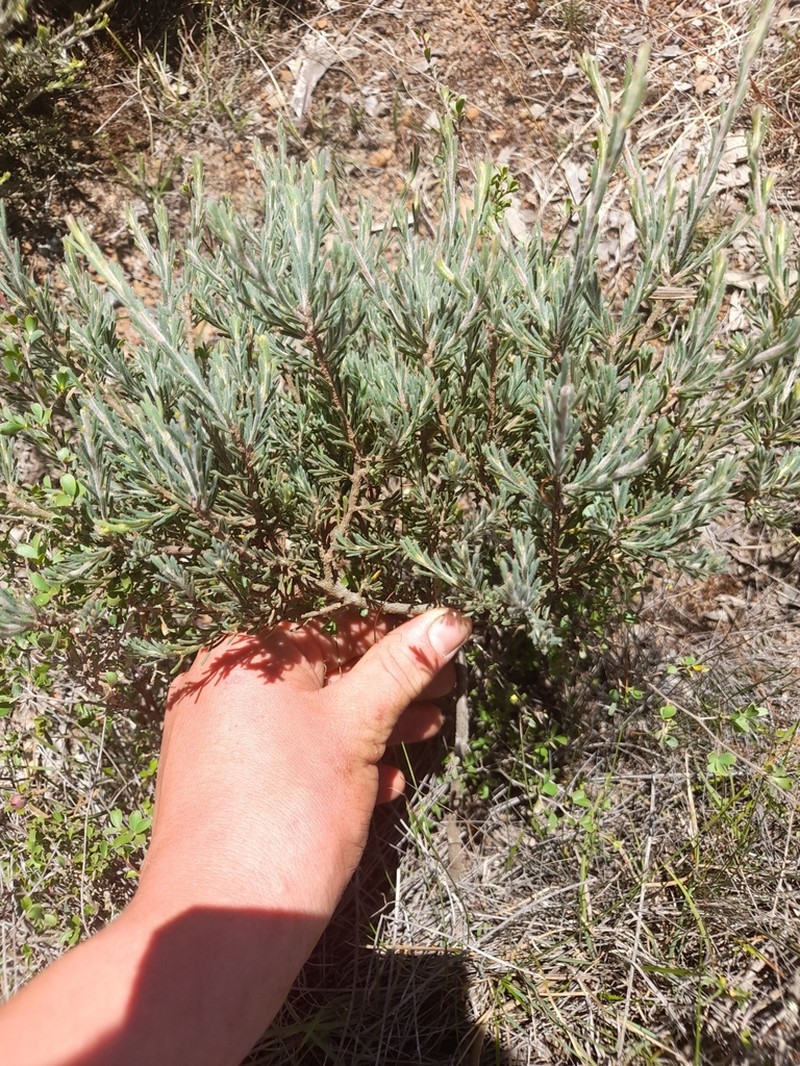 Acacia prismifolia