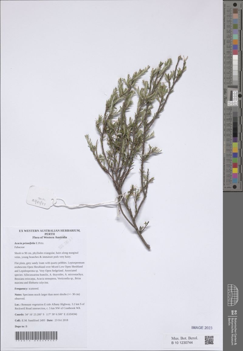 Acacia prismifolia
