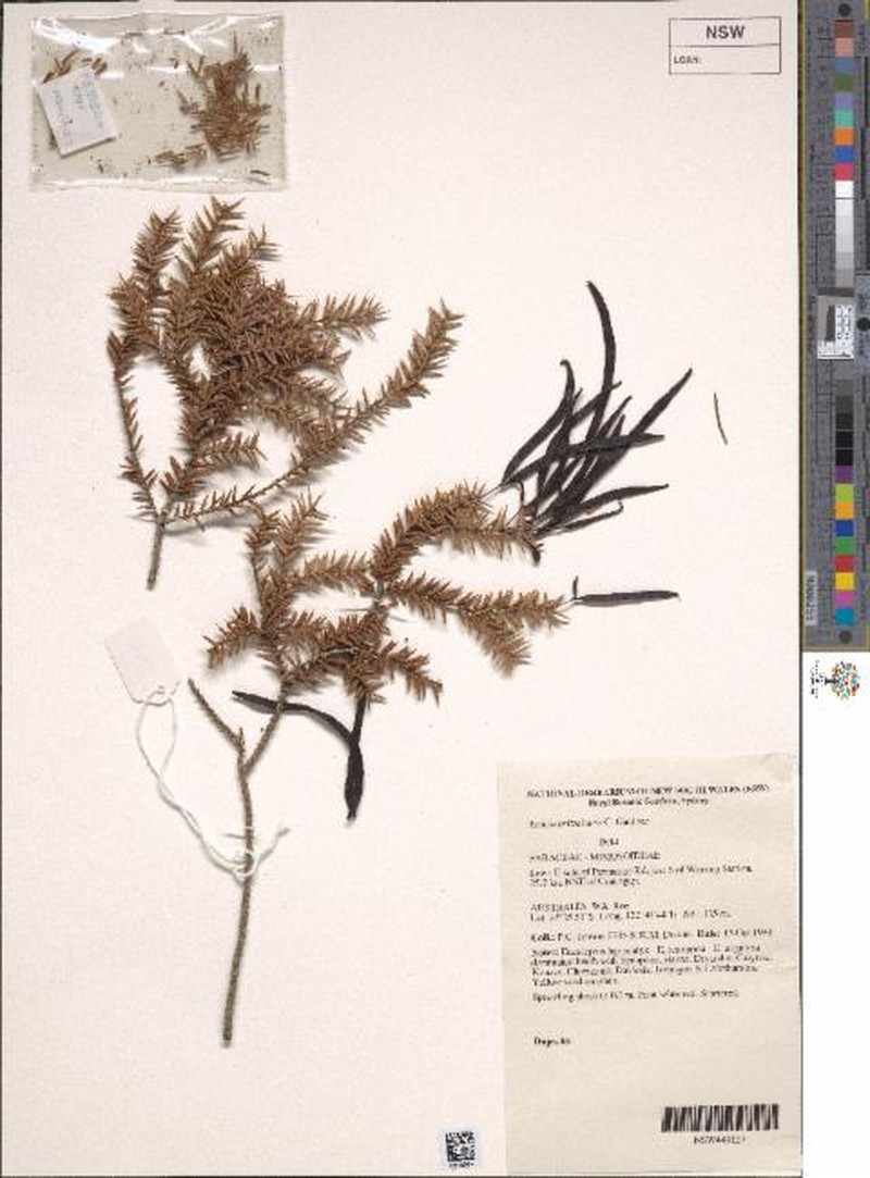 Acacia pritzeliana photo 2