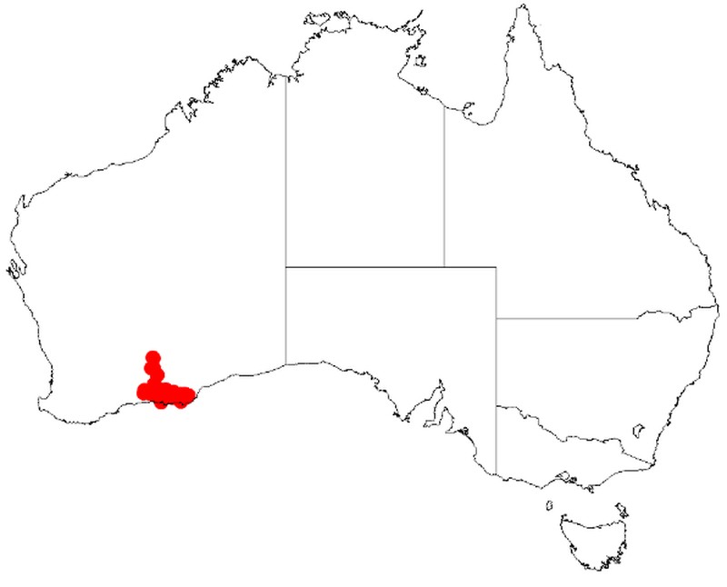 Acacia pritzeliana