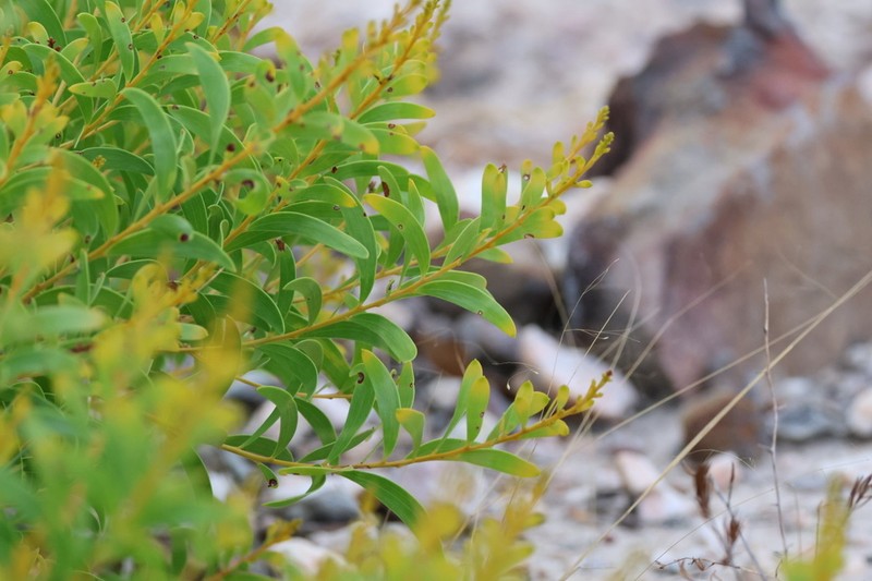Acacia producta photo 2