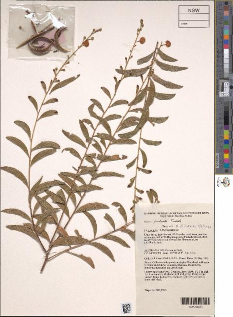 Acacia producta photo 3