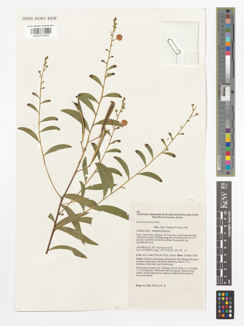 Acacia producta photo 4