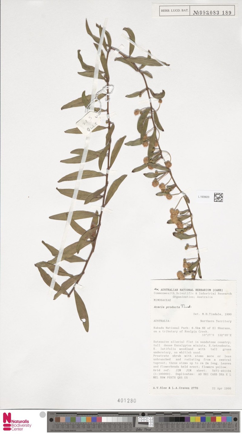 Acacia producta photo 5