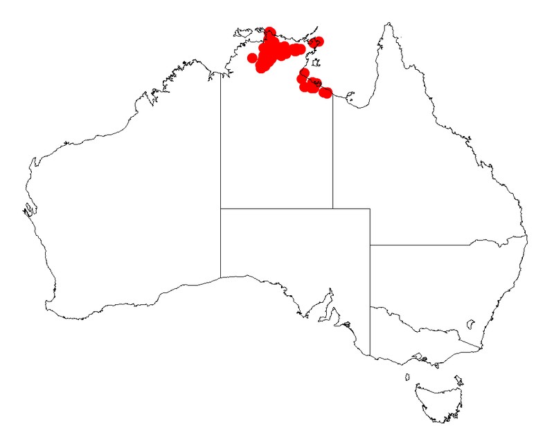 Acacia producta