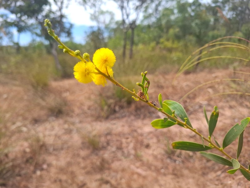 Acacia producta photo 2