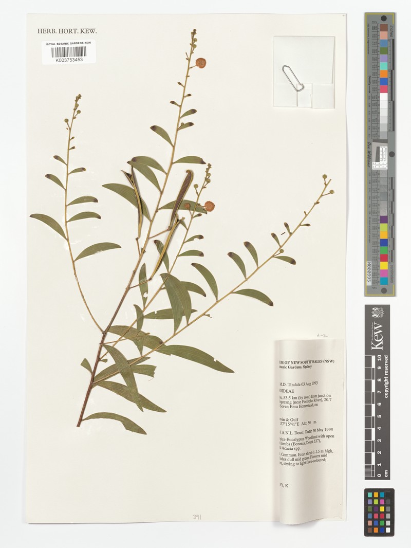 Acacia producta photo 3
