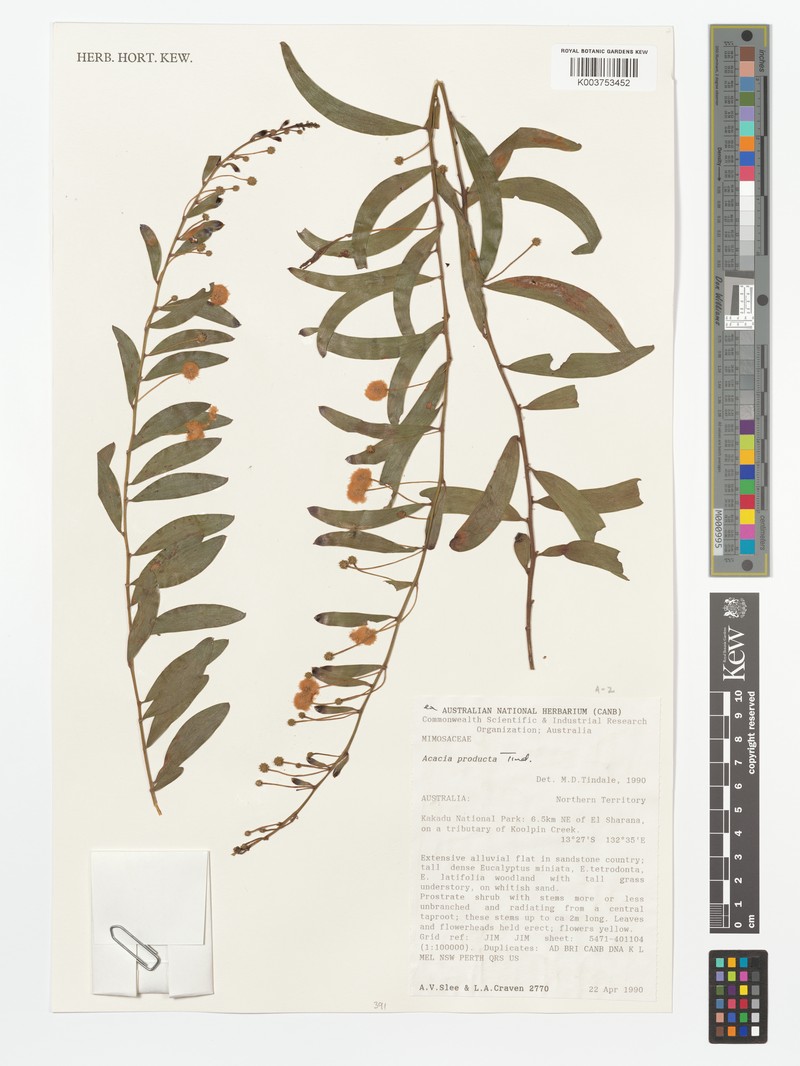 Acacia producta photo 4