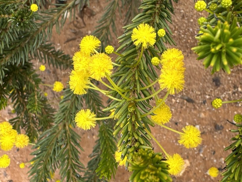 Acacia profusa photo 2