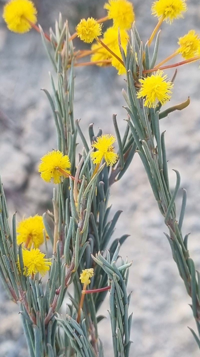 Acacia profusa photo 3