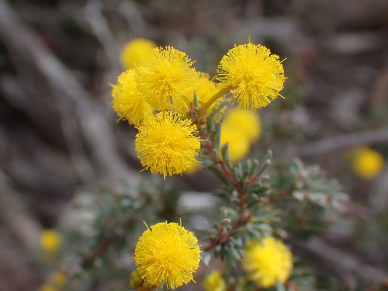 Acacia profusa photo 4