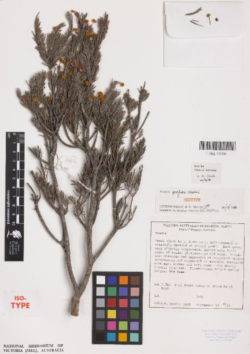 Acacia profusa photo 5