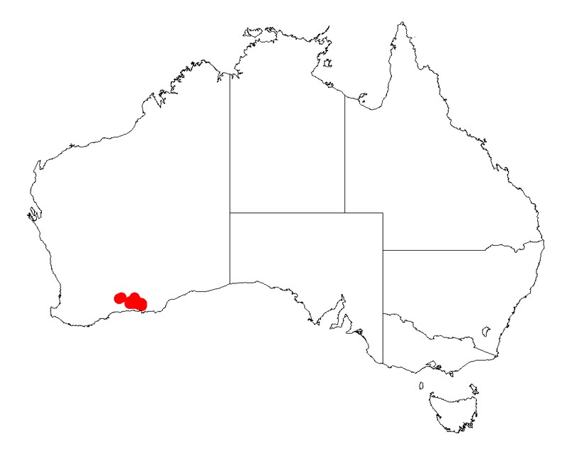 Acacia profusa