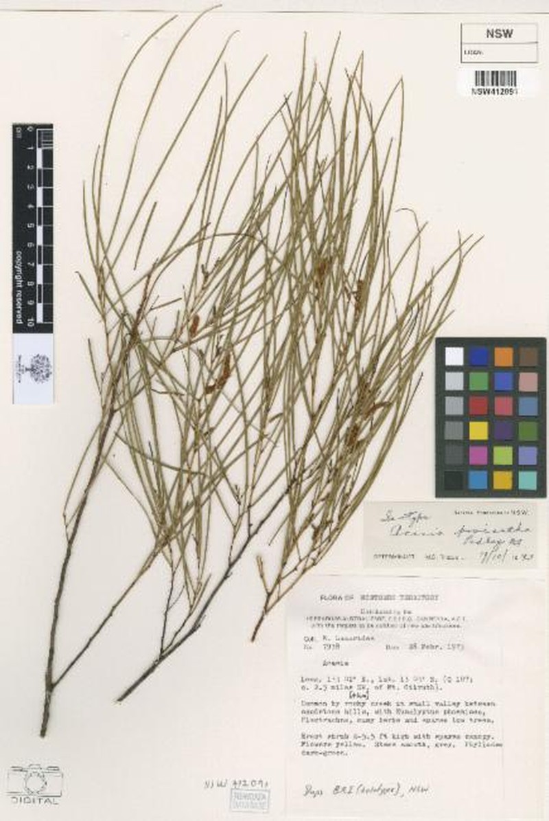 Acacia proiantha photo 3