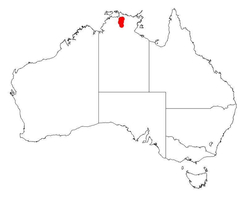 Acacia proiantha
