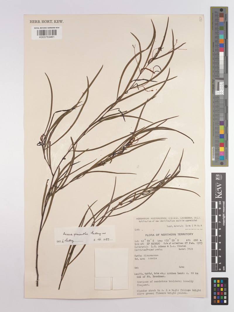 Acacia proiantha photo 3