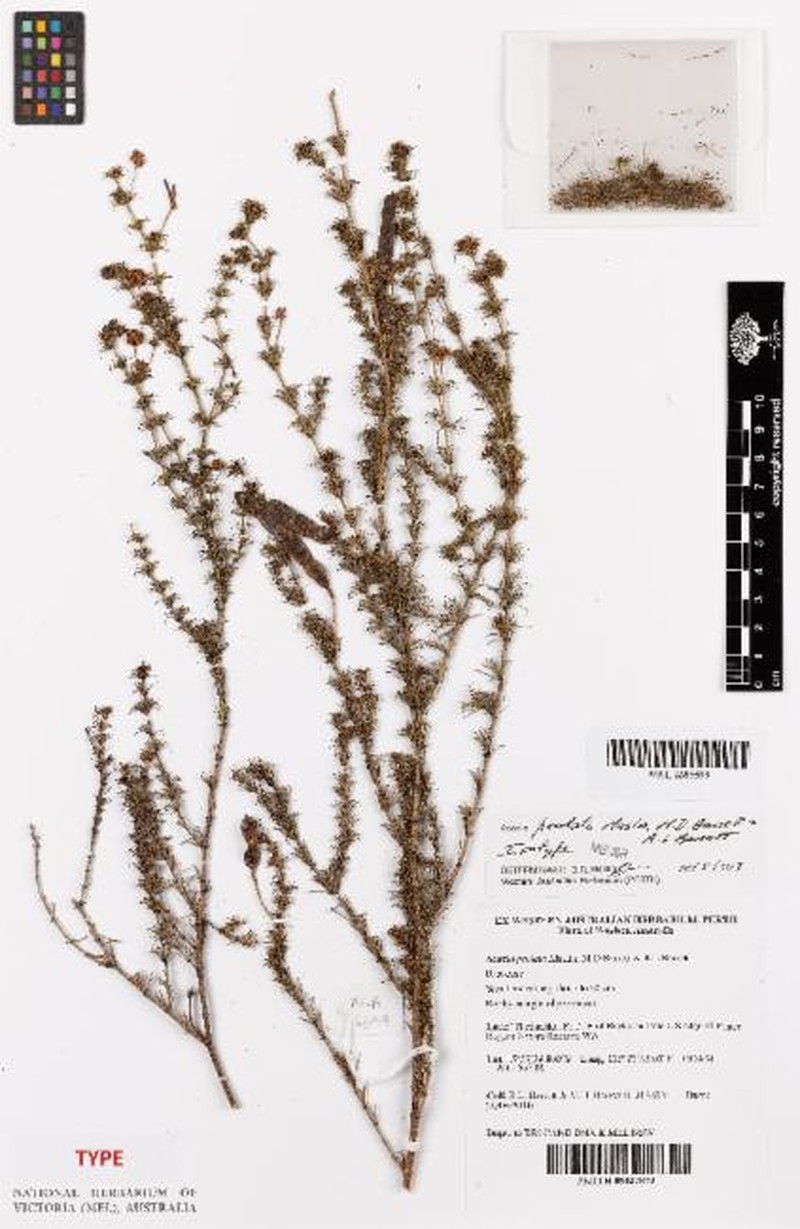 Acacia prolata photo 2