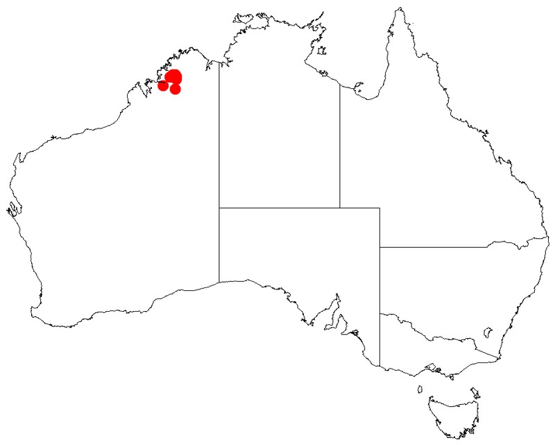 Acacia prolata