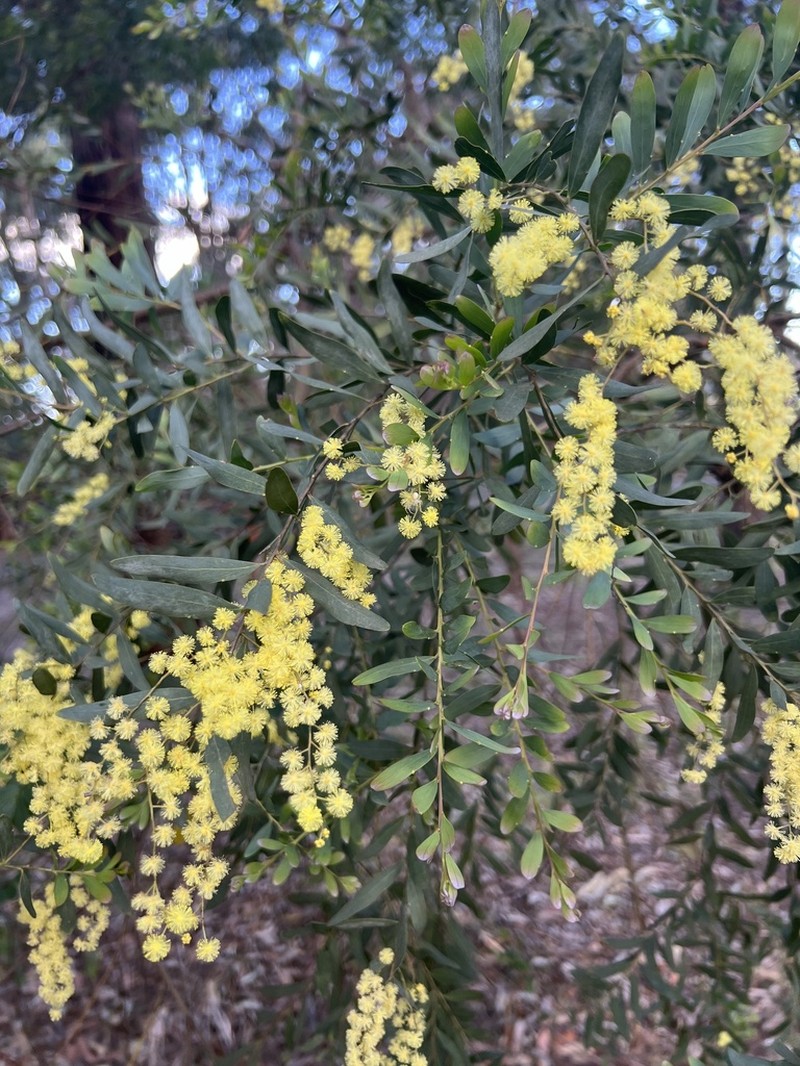 Goldenrain Wattle photo 4