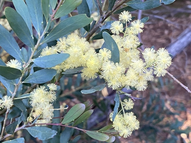 Goldenrain Wattle photo 5