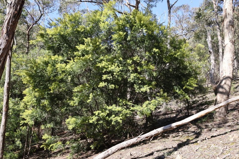 Goldenrain Wattle photo 6