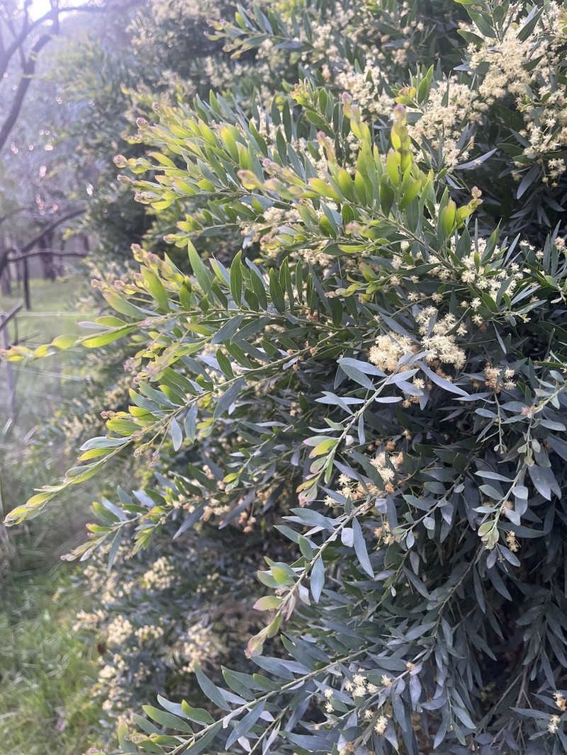 Goldenrain Wattle photo 7