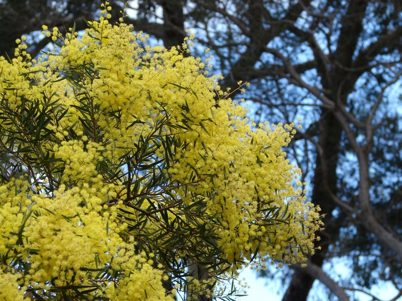 Goldenrain Wattle