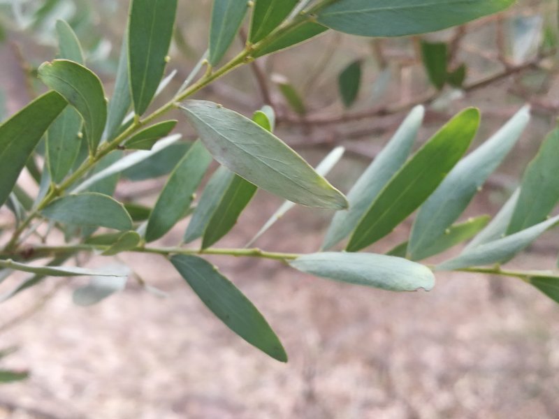 Goldenrain Wattle photo 2