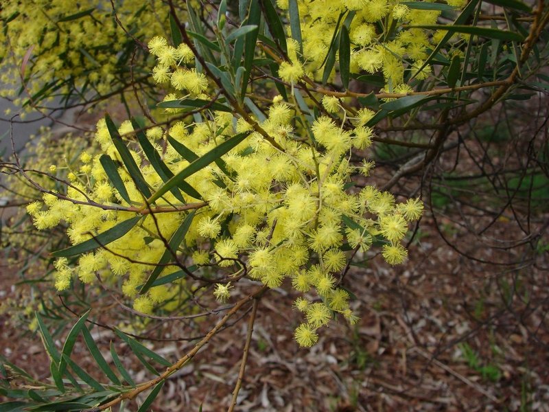 Goldenrain Wattle photo 3