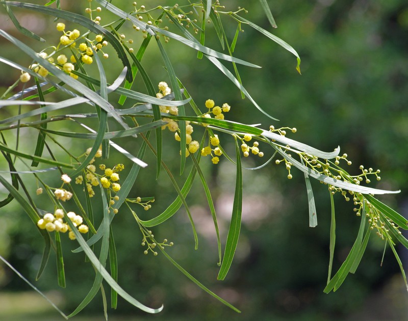 Acacia provincialis