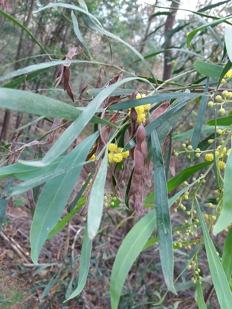 Acacia provincialis photo 2