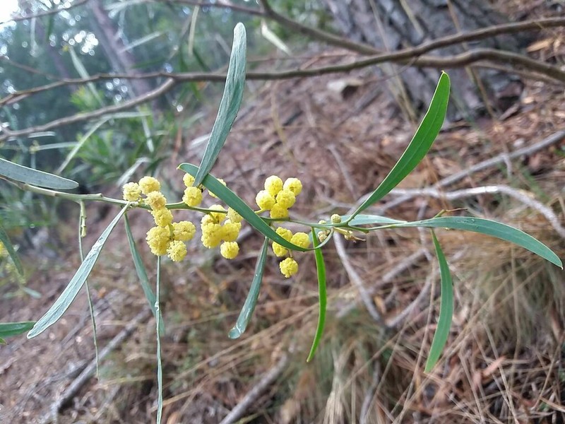 Acacia provincialis photo 3
