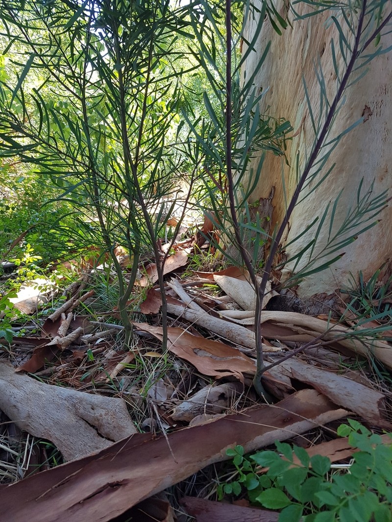 Acacia provincialis photo 4