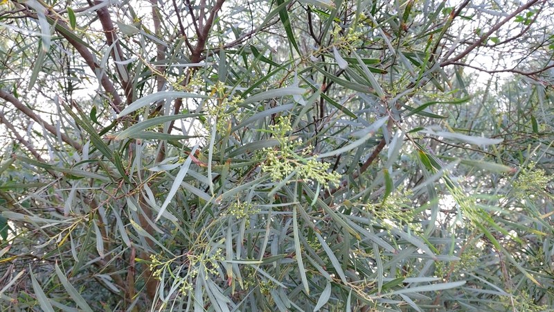Acacia provincialis photo 5