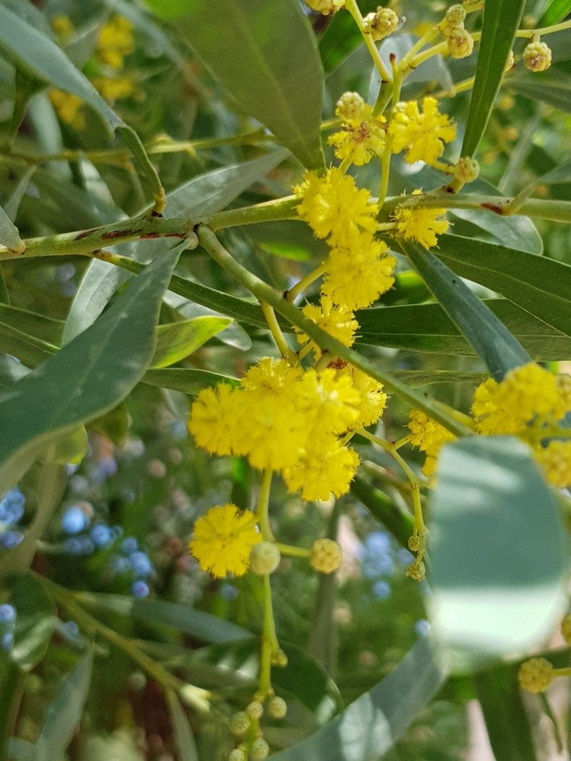 Acacia provincialis photo 6