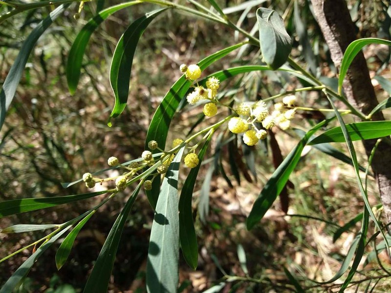 Acacia provincialis photo 7