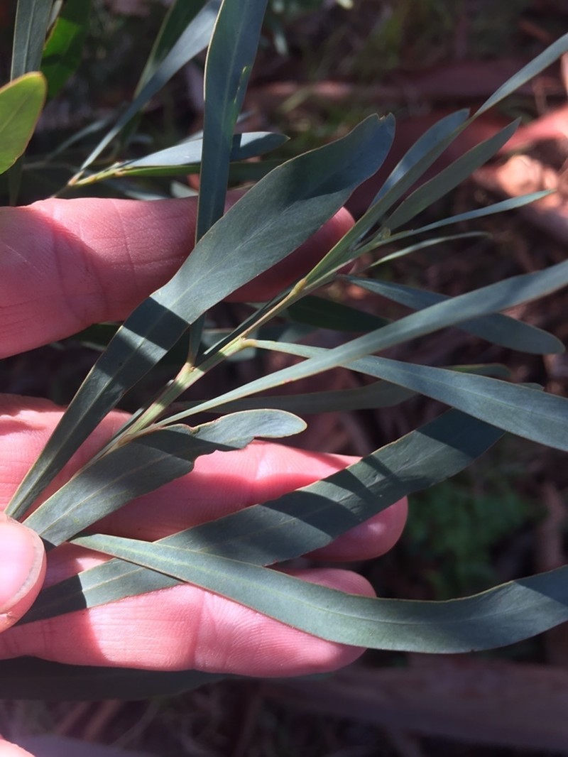 Acacia provincialis photo 8