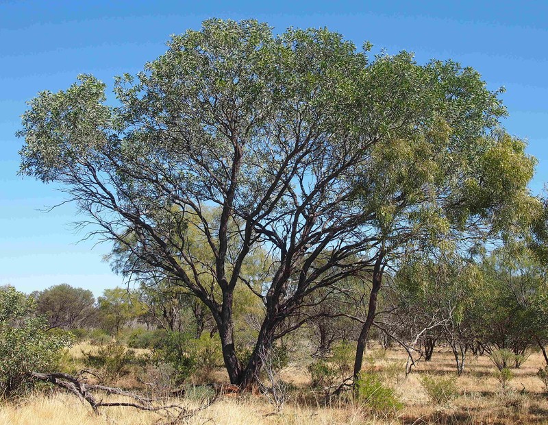 Acacia pruinocarpa