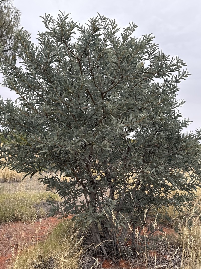 Acacia pruinocarpa photo 2